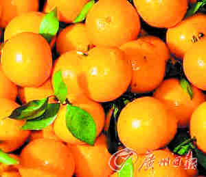 皇帝柑連絡吃 助化痰可安神