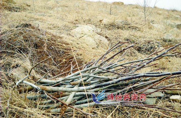 滿山核桃樹苗慘遭“滅頂之災” 砍樹兇手“很專業”