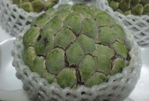 臺灣旅游:臺灣水果