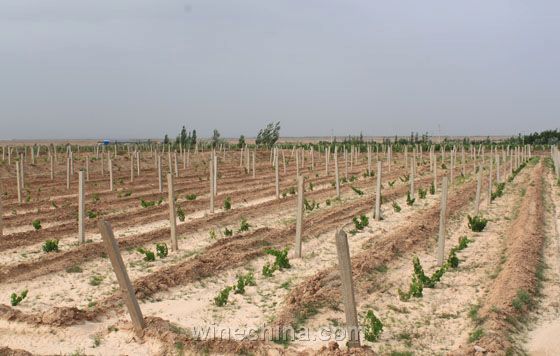 荒地開墾為葡萄園