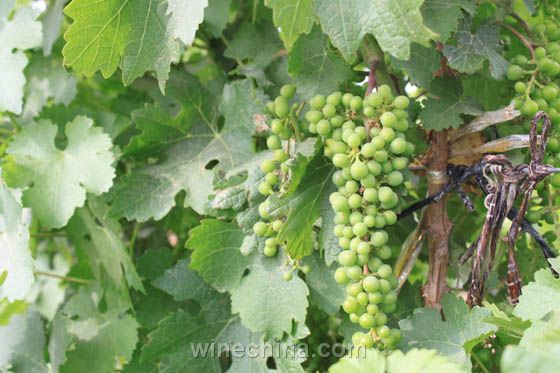 賀蘭山的釀酒葡萄