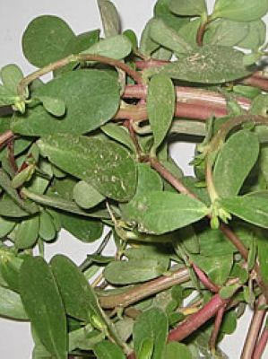 想要寶寶？十八種食物絕對不能碰