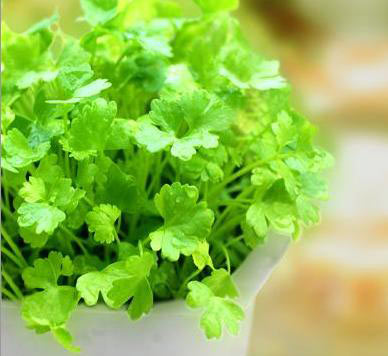 患上了感冒的人別吃香菜