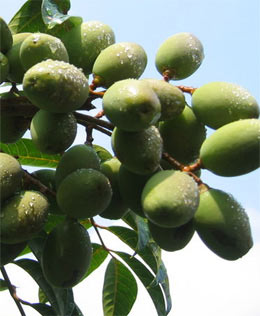 女人護膚養生 多吃10大美食