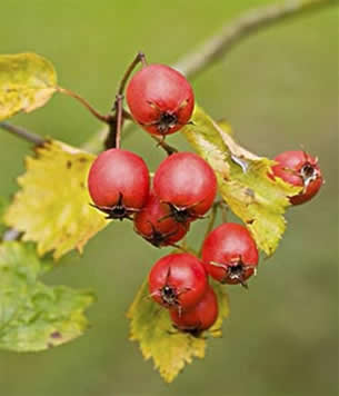 13種不能空腹吃的食物