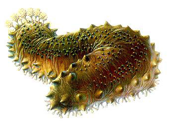 10大寶貝滋陰補血又保腎 