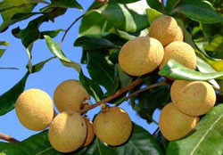 不可不知水果營(yíng)養(yǎng)功效