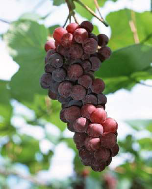 讓你意外的補血蔬果