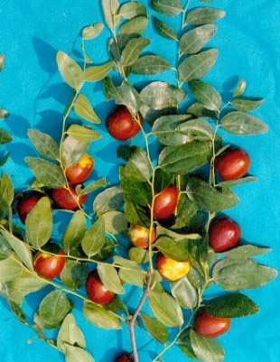 讓你意外的補血蔬果