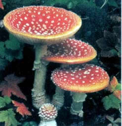 世界上十種最毒最美食物排行榜