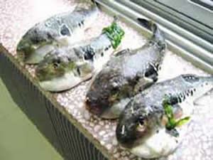 世界上十種最毒最美食物排行榜