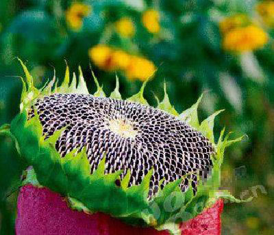 揭秘調料也減肥