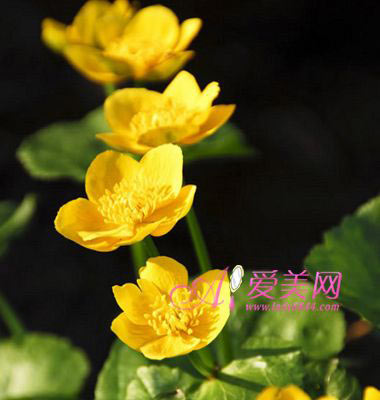 巧用鮮花養生活血養顏調氣色