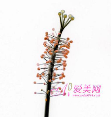 巧用鮮花養生活血養顏調氣色