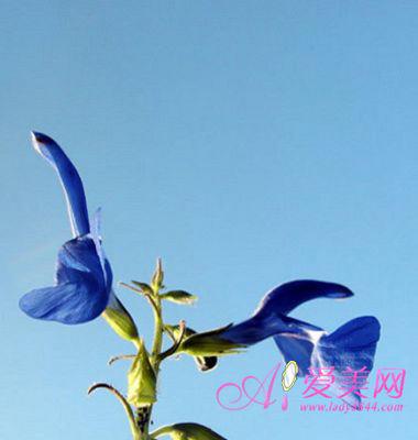 巧用鮮花養生活血養顏調氣色