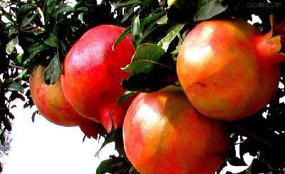 10種食物 平民的養生寶典