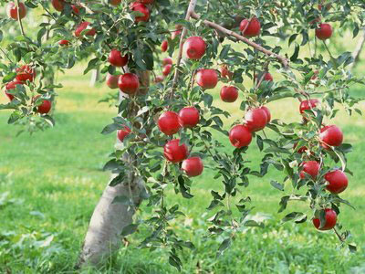 盤點12大最骯臟VS干凈果蔬