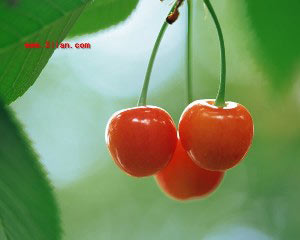 夏日最滋養的美白水果大盤點