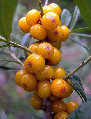 夏日最滋養的美白水果大盤點