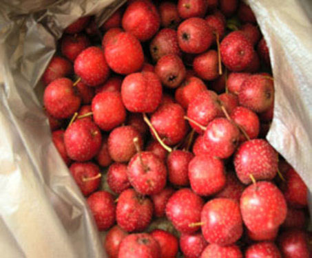 推薦 秋季養生最適合吃的六大類水果