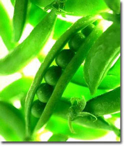 10種美白蔬菜(組圖)