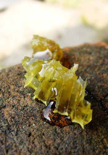 OL必備七種排毒減肥小零食