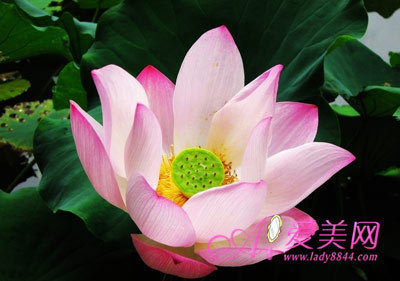 7款養顏鮮花粥 美味抗衰老