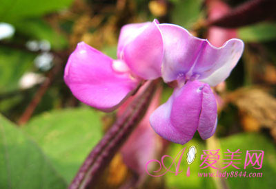 7款養顏鮮花粥 美味抗衰老