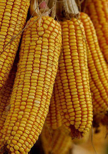 每天吃粗糧7種食療 讓你年輕15歲(組圖)