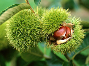 吃栗子對寶寶影響