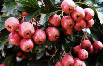 饑餓時(shí)千萬不能吃11種食物(組圖)