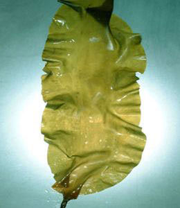 有利于兒童發(fā)育的8種食物