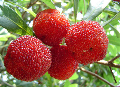 清洗各種水果的小竅門(組圖)