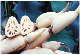 冬季養生：食物狀元榜(組圖)