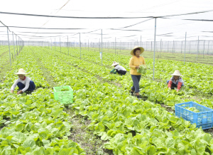 現在是蔬菜的轉換季，品種和數量相對比較少。為滿足市場所需，舒蘭農業公司加緊各類蔬菜的栽種。目前，該公司每天有10噸左右的青菜、芹菜、絲瓜等蔬菜供應市場。圖為農民們在割毛毛菜。