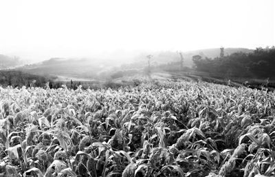 文·本報(bào)記者 袁志勇