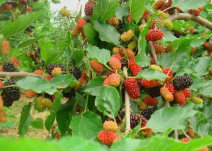 東方紫酒原料源自臺灣進口