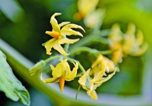 盛開的西紅柿花