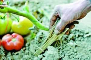 采用秸稈反應(yīng)堆技術(shù)，提高地溫。