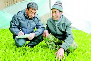 技術(shù)員代云祥（左）指導(dǎo)楊志雄種菜。