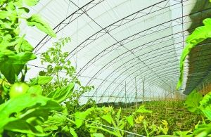 采用PO農(nóng)膜，透光率高，棚外最低溫度零下26攝氏度時，棚內(nèi)白天能保持在20攝氏度以上，夜間保持在5攝氏度以上。