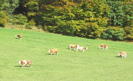 Vitagermine ：來自法國紅酒之鄉的傳奇