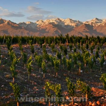 阿根廷葡萄酒產業面臨競爭危機