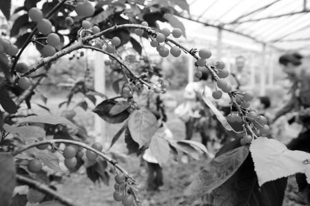 國產的進口的時鮮水果密集上市