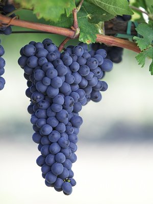 葡萄減肥法 快速瘦身防衰老