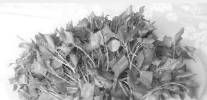 大學生研制保健糖獲發明專利