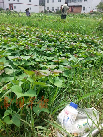 在高新區(qū)上賴村的菜地，菜農(nóng)使用過的農(nóng)藥瓶丟在地頭。