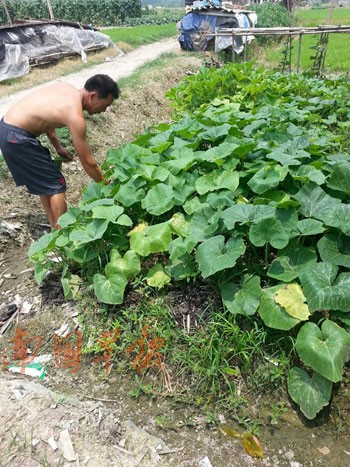 　　這是一名菜農(nóng)種來給自己吃的菜地。
