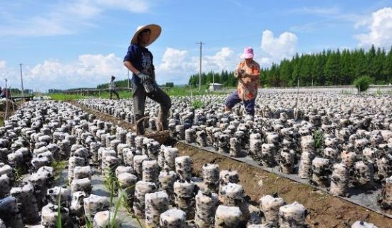 黑木耳養(yǎng)殖