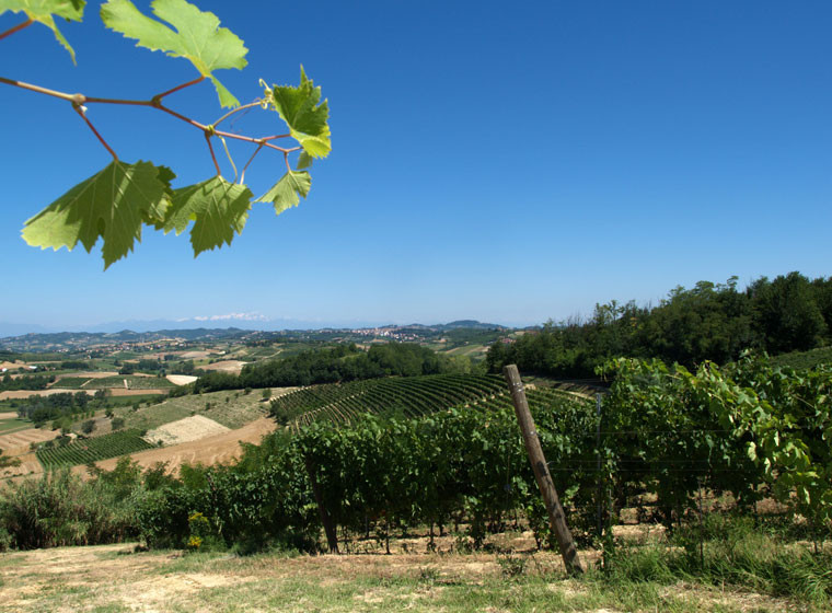 到訪酒莊的最佳時機是每年的10-11月，可以品嘗到Alba地區最久負盛名的白松露。當地的餐館會把這種珍貴的食材大片大片地直接刨在PASTA上，奢侈又過癮。